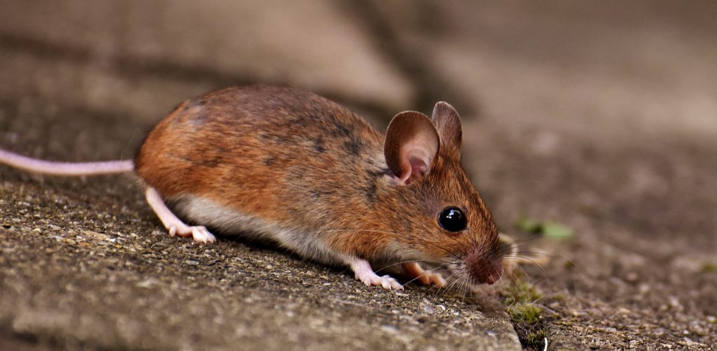 wood mouse, rodent, foraging-3082924.jpg