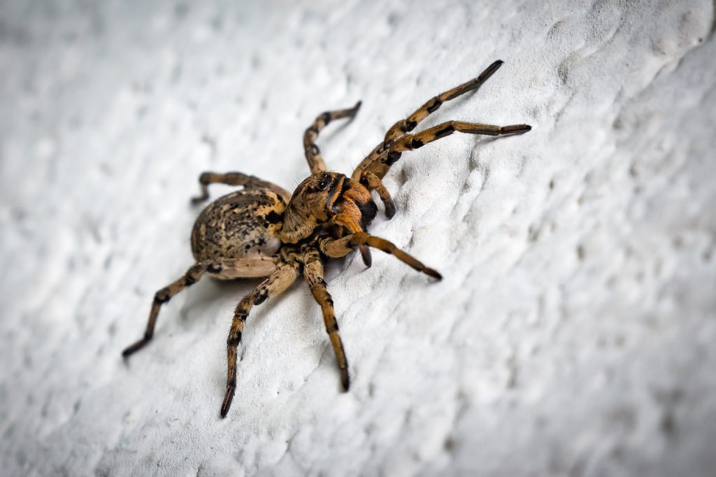 spider, entomology, phobia-1539583.jpg